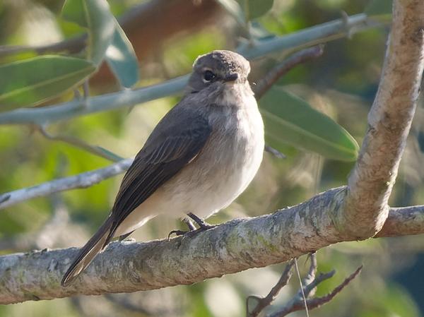 <h3>Muscicapa striata / Spotted flycatcher / Grauwe vliegenvanger</h3>OM-1 Mark II with OLYMPUS M.150-400mm F4.5 TC, 1/2000 sec at F5.6, ISO 2500, distance 19.3 m